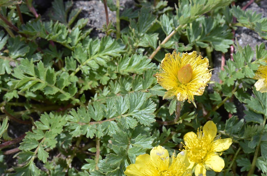 Geum reptans